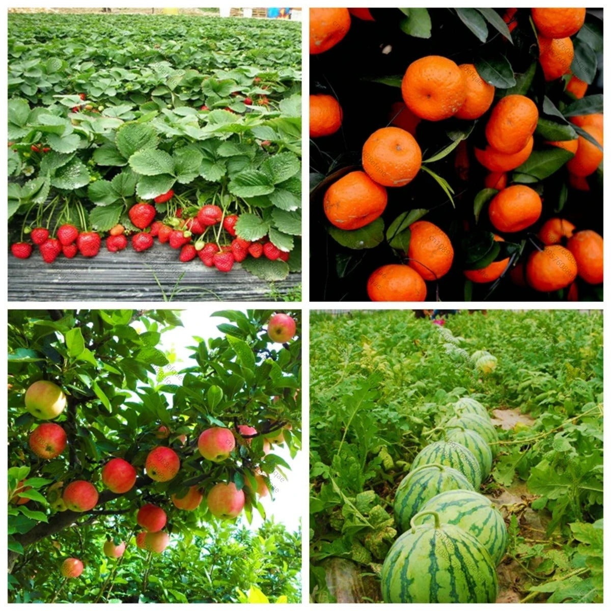 50Gram-1KG Agriculture Fertilizer Seaweed Extract 100% Water Soluble Agro Fertilizer in Powder China Organic Fertilizer