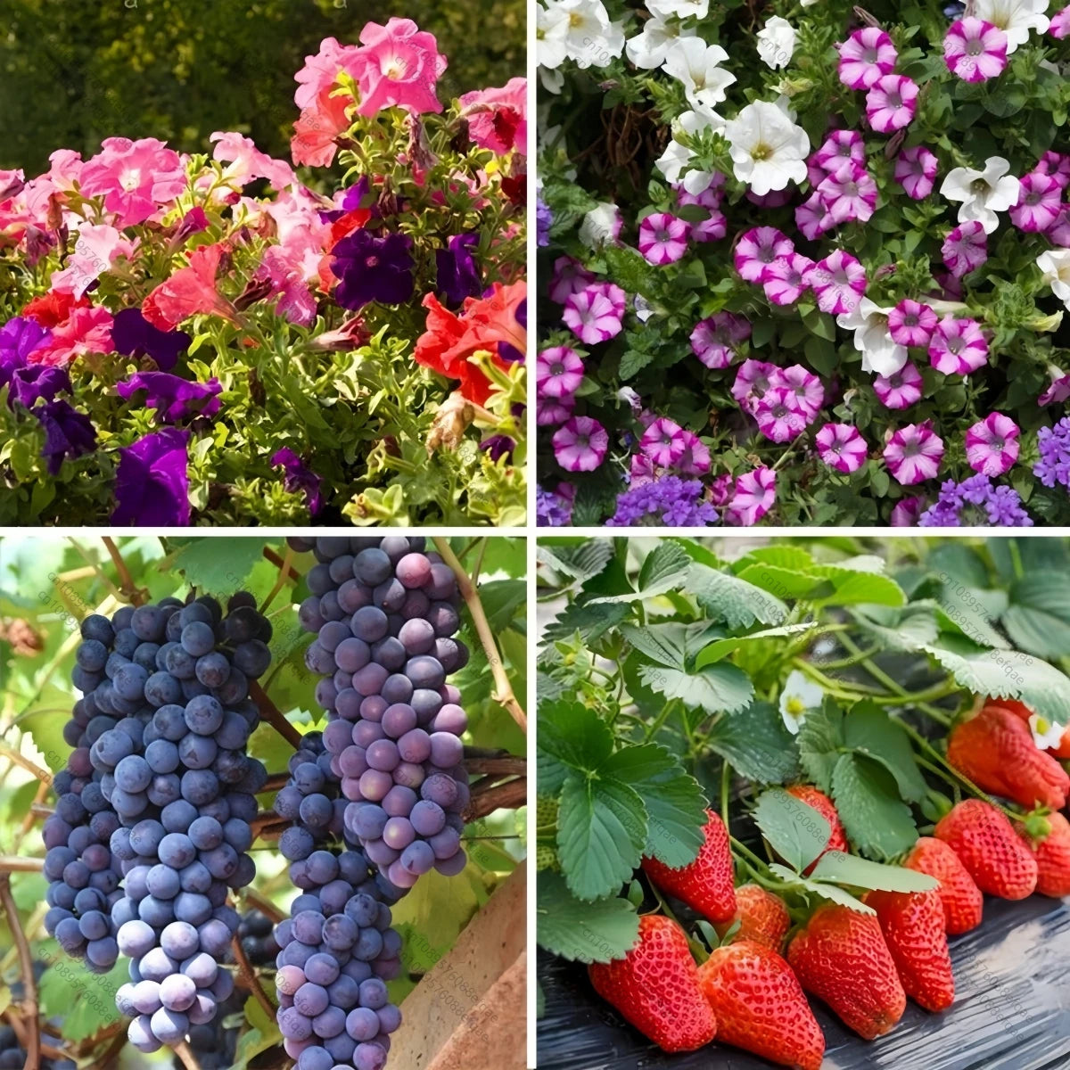 50Gram-1KG Agriculture Fertilizer Seaweed Extract 100% Water Soluble Agro Fertilizer in Powder China Organic Fertilizer